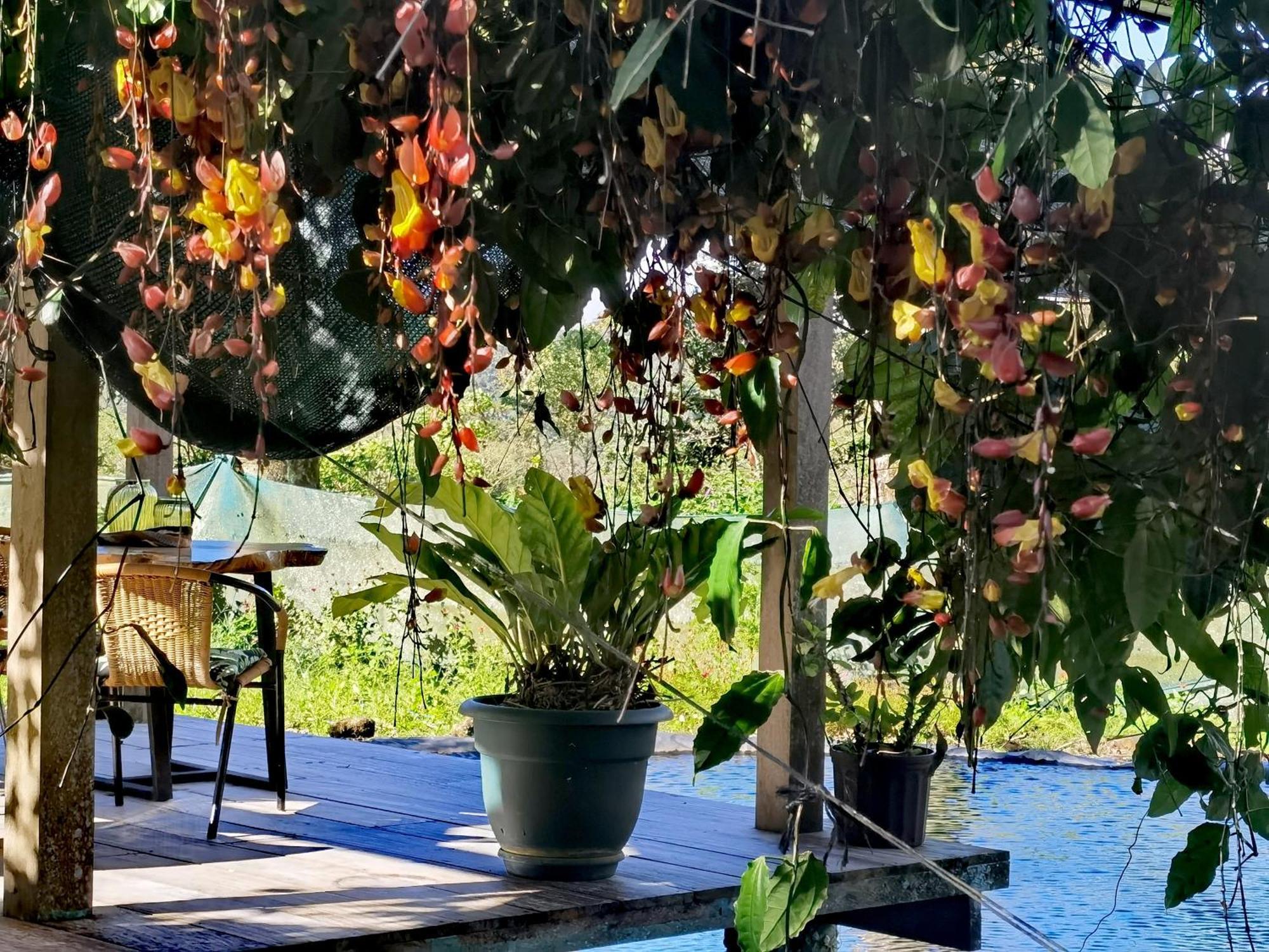 Greenhouse Loft Miravalles Aguas Claras  Eksteriør billede